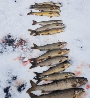 Epic Trout Fishing Adventure In Maine